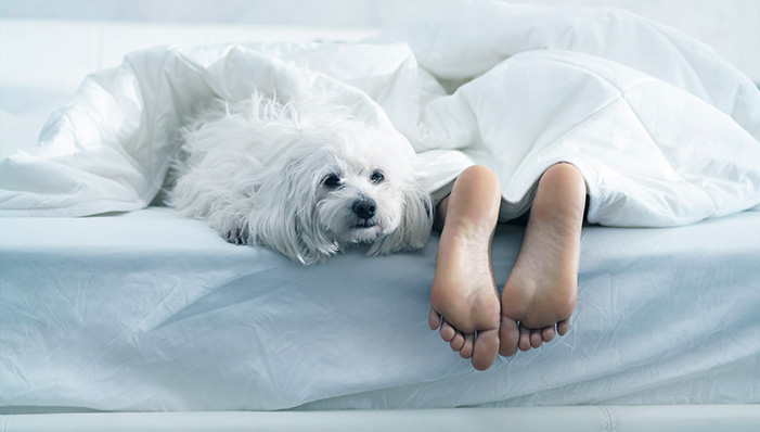 dog in bed with a pair of feet sticking out of the sheets